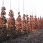 Carpinus betulus 'Lucas'